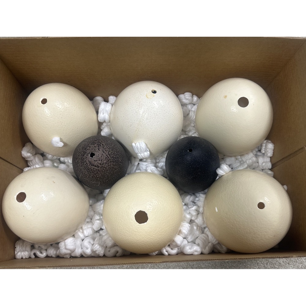 Lot 6 Blown Ostrich & 2 Emu Eggshells Large Natural Eggs Craft Rustic Farm Decor